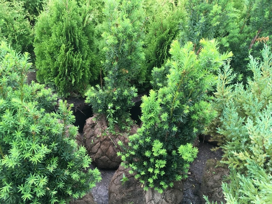 Тисс Taxus baccata Tymon