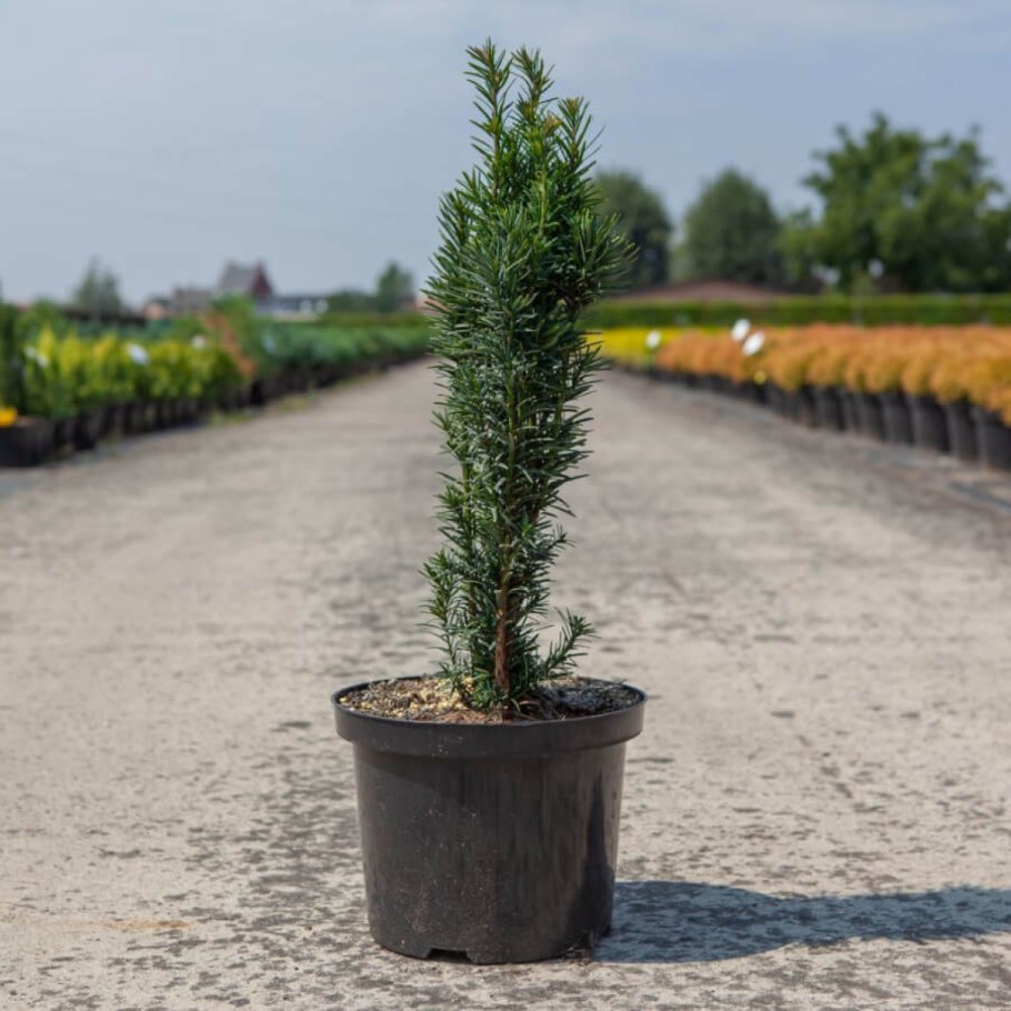 Taxus baccata 'Summergold' тис ягодный Саммерголд