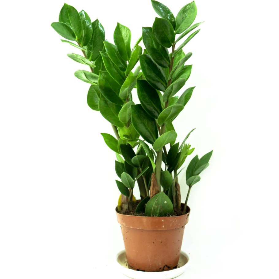 Замиофолия замиокулькас