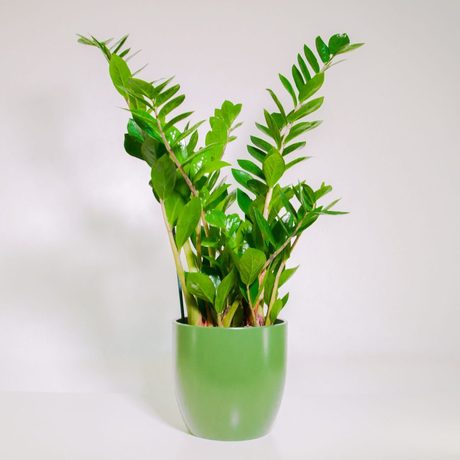 Замиокулькас зизи