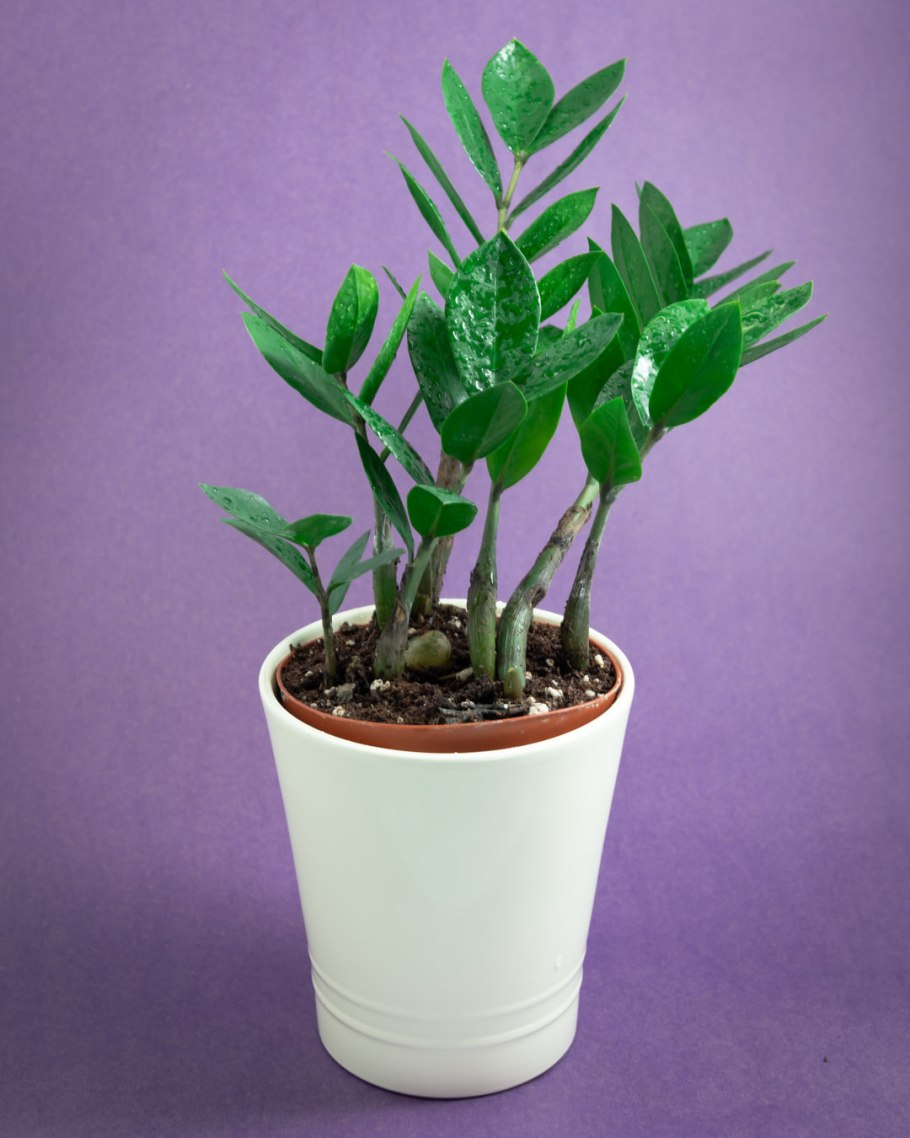 Замиокулькас на белом фоне