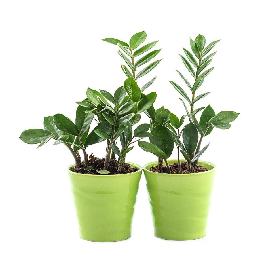 Растение замиокулькас