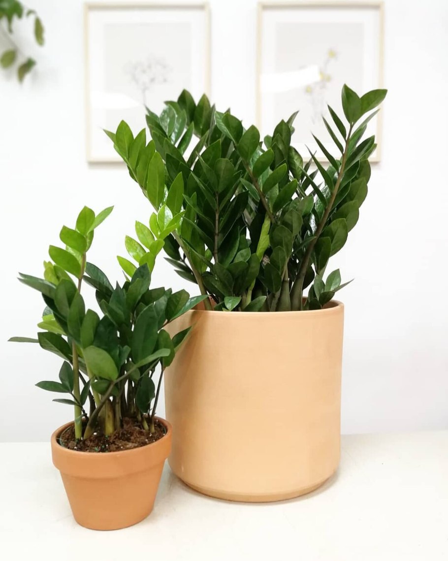 Замиокулькас Лечуза