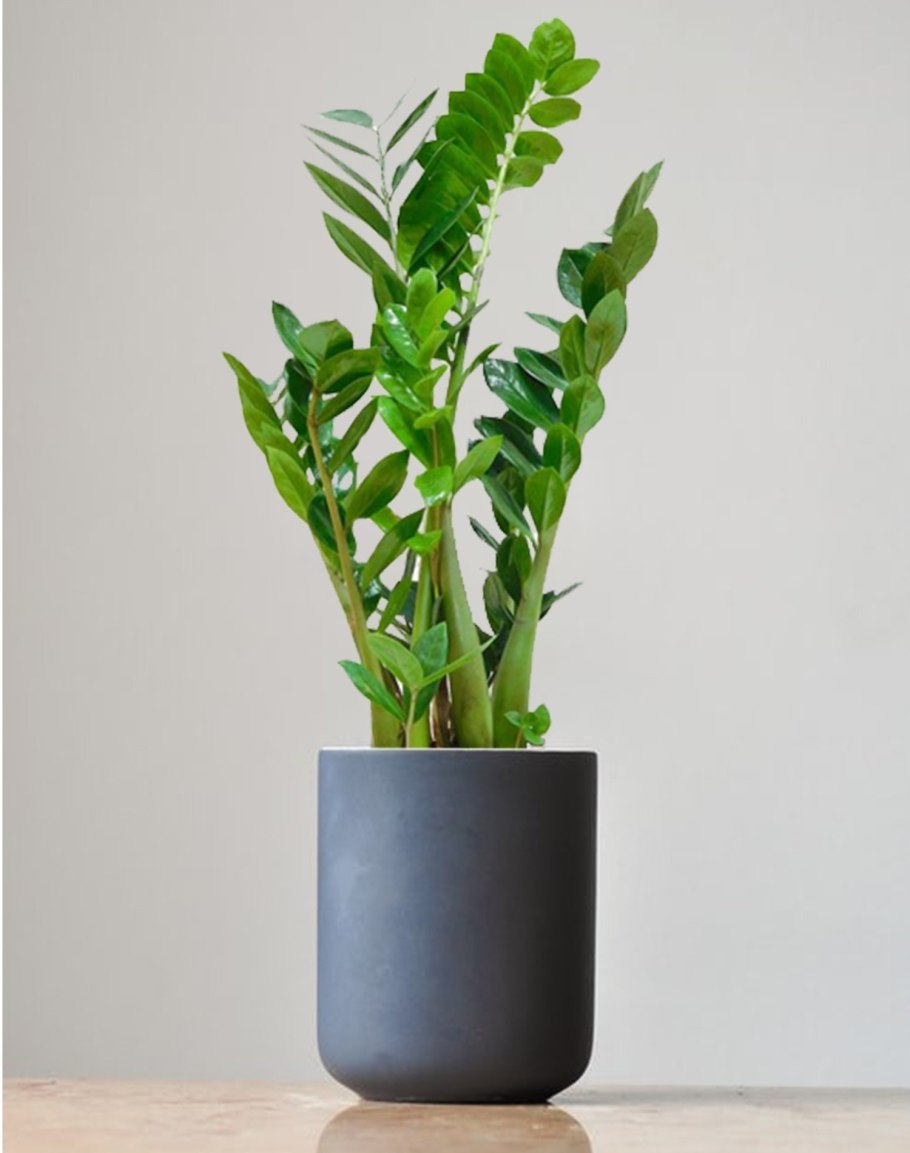 Суккуленты замиокулькас