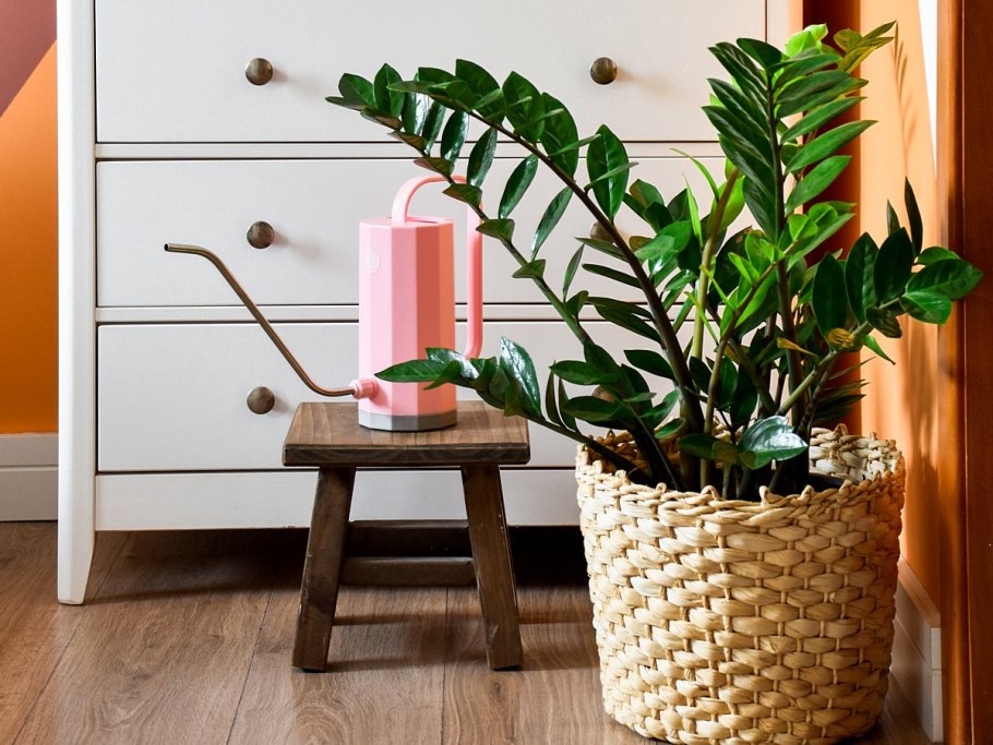 Комнатный цветок замиокулькас