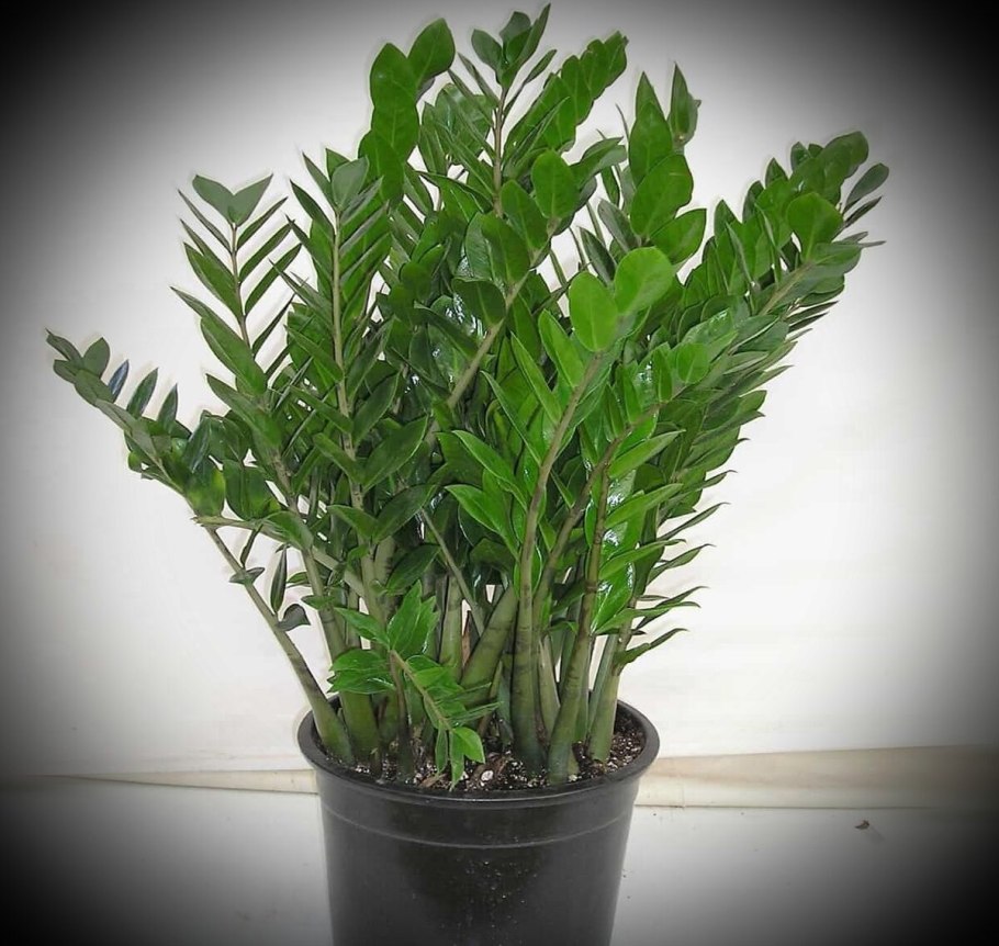 Замиокулькас замиелистный