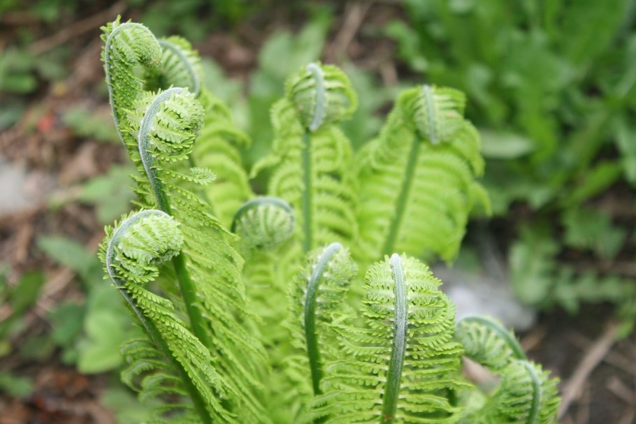 Папоротник Щитовник