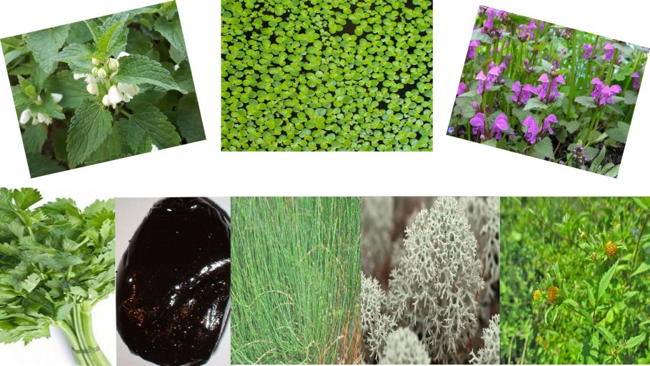 Тараксакум оффицинале