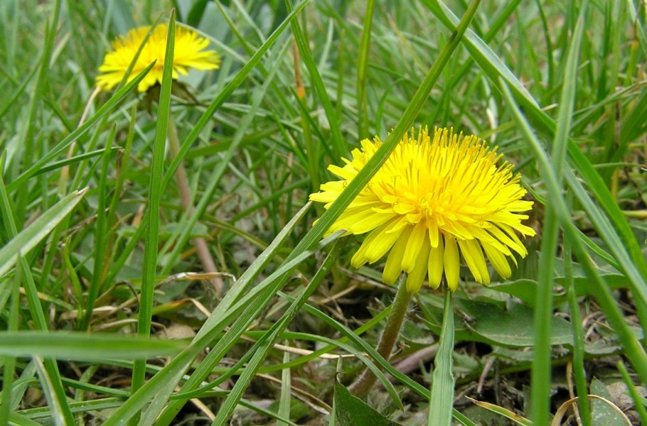 Хрен (Armoracia)