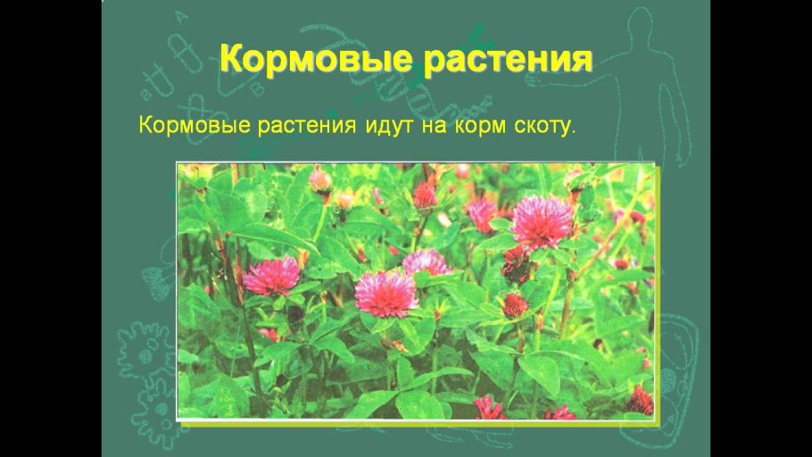 Расторопша, бессмертник, пижма