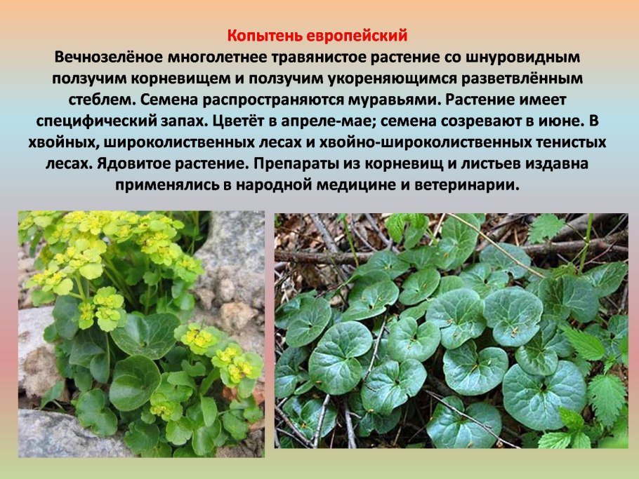 Сорные растения на полях