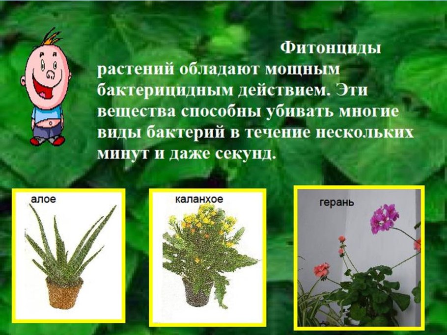 Растения фитонциды комнатные