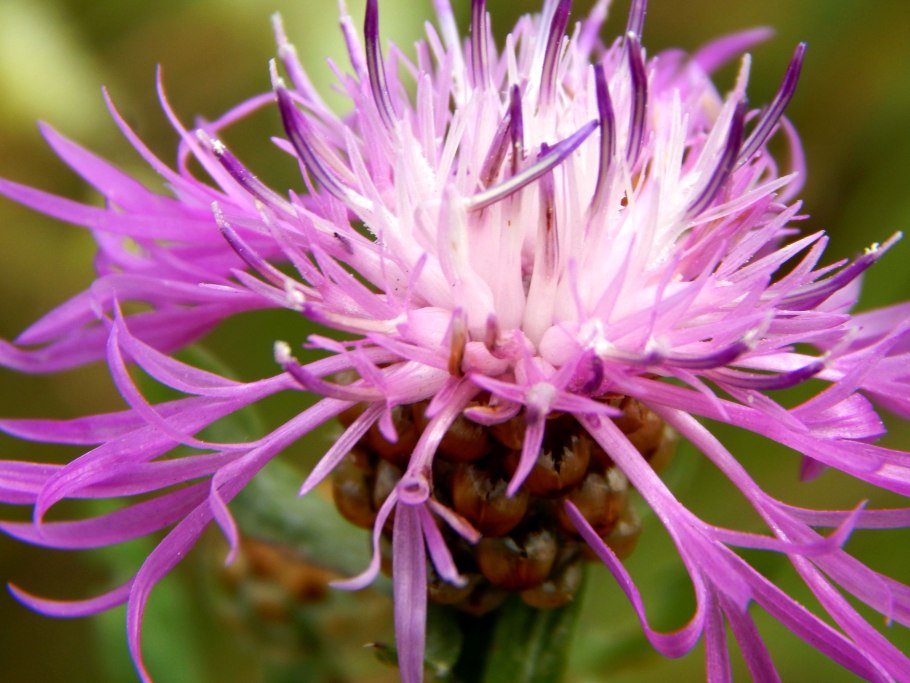 Одуванчик это травянистое растение