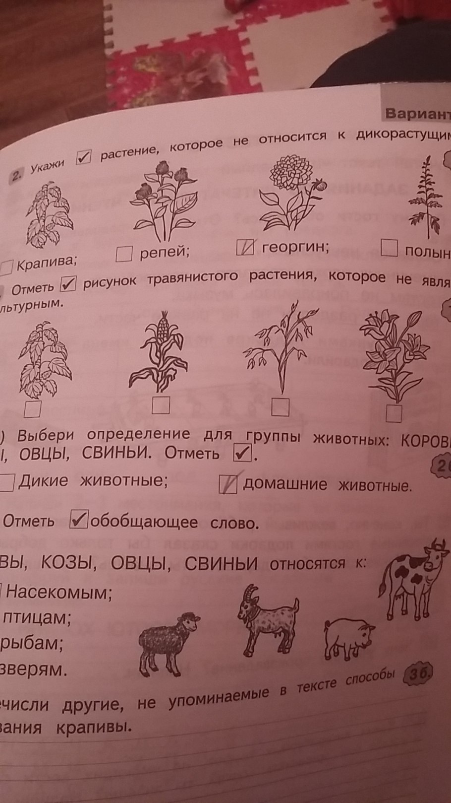 Отмкть рисунок травянистого растения которое не является культурным