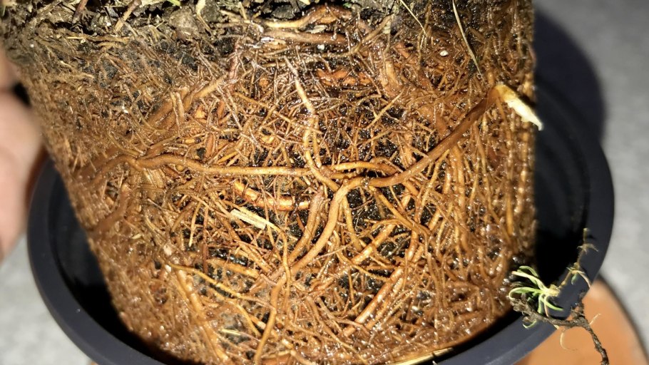 Ель Сибирская Picea obovata саженец