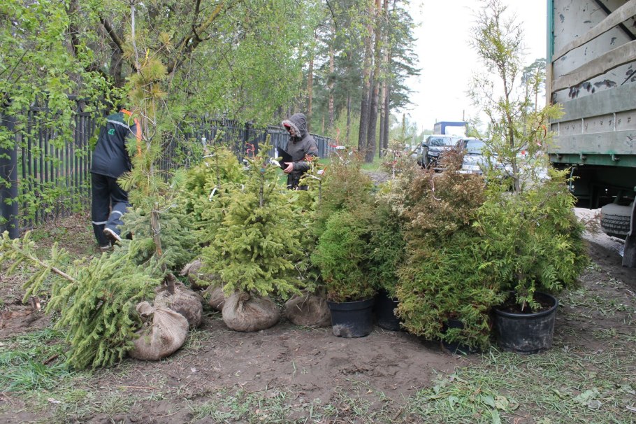 Б) растение имеют очень длинные корни