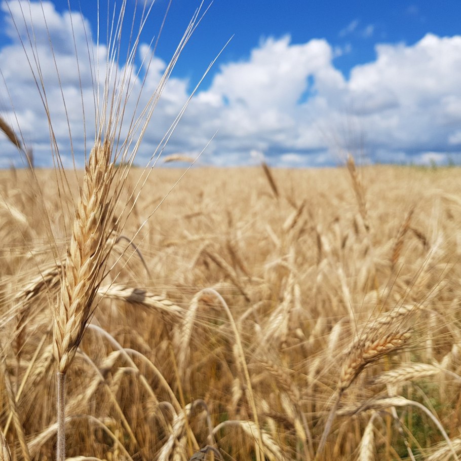 Росток озимой пшеницы