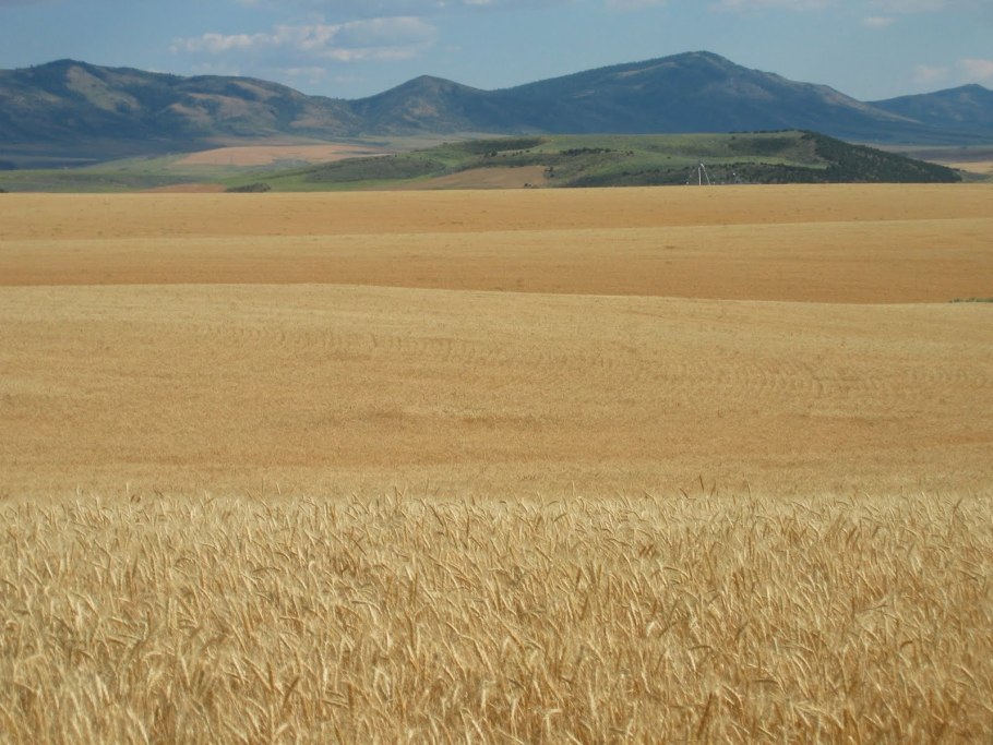 Колосья ячменя двурядный