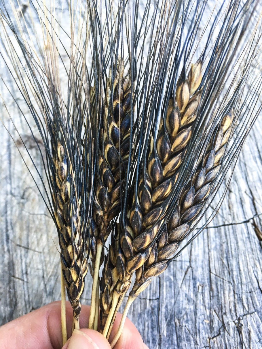 Рожь пшеница ячмень тритикале