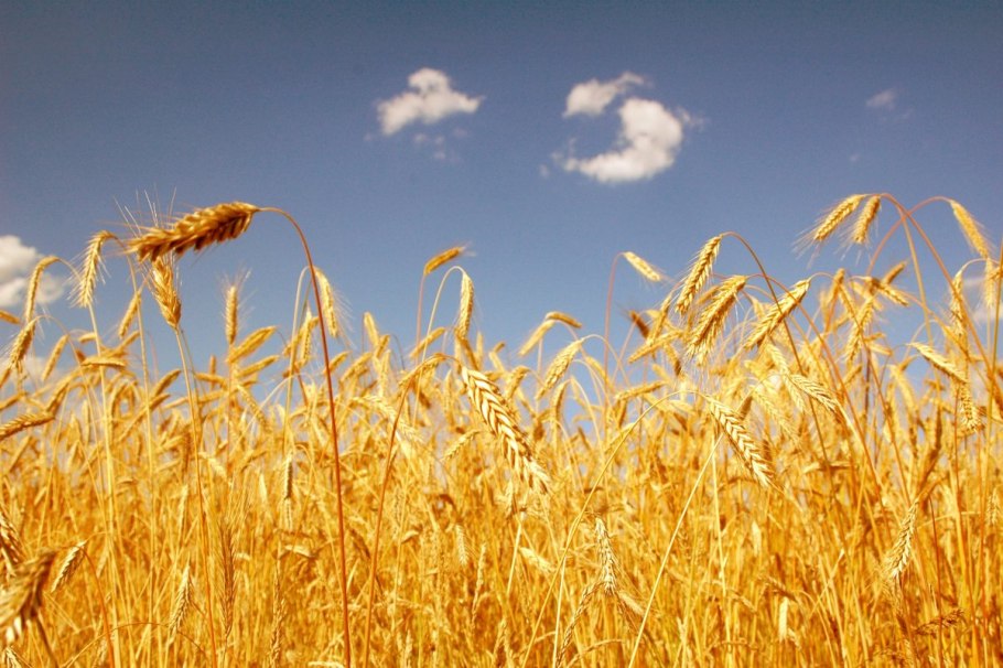 Культуры зерновые красивые