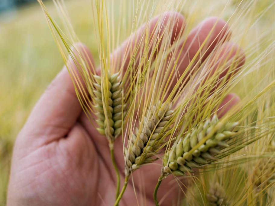 Италия Растениеводство ячмень рожь