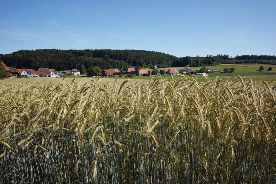 Снопик пшеницы