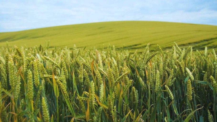 Зерна злаков