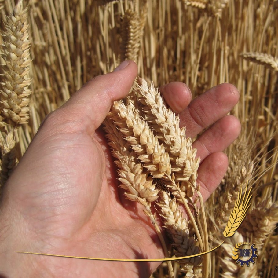 Ячменное поле поле поле Белгород