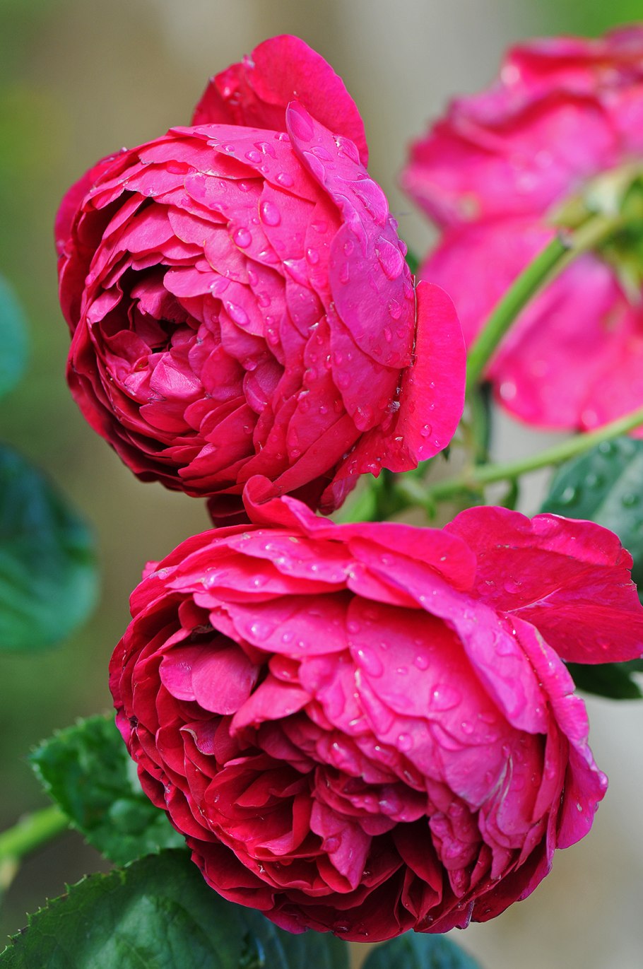 Роза аскот Ascot