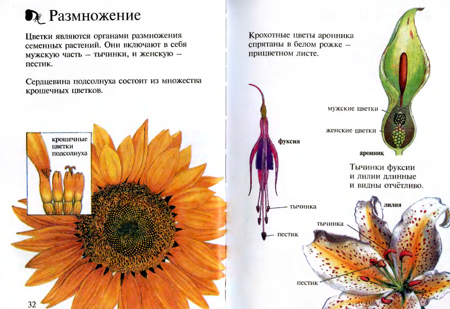 Сложноцветные масличные