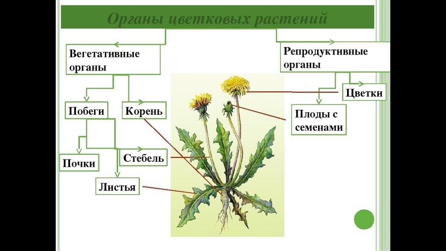 Трубчатые цветки
