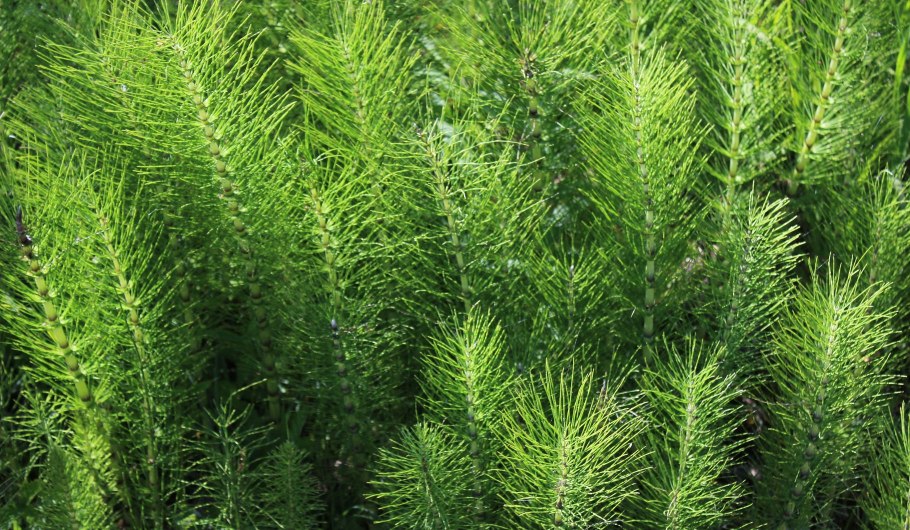 Хвощ полевой Equisetum arvense l.