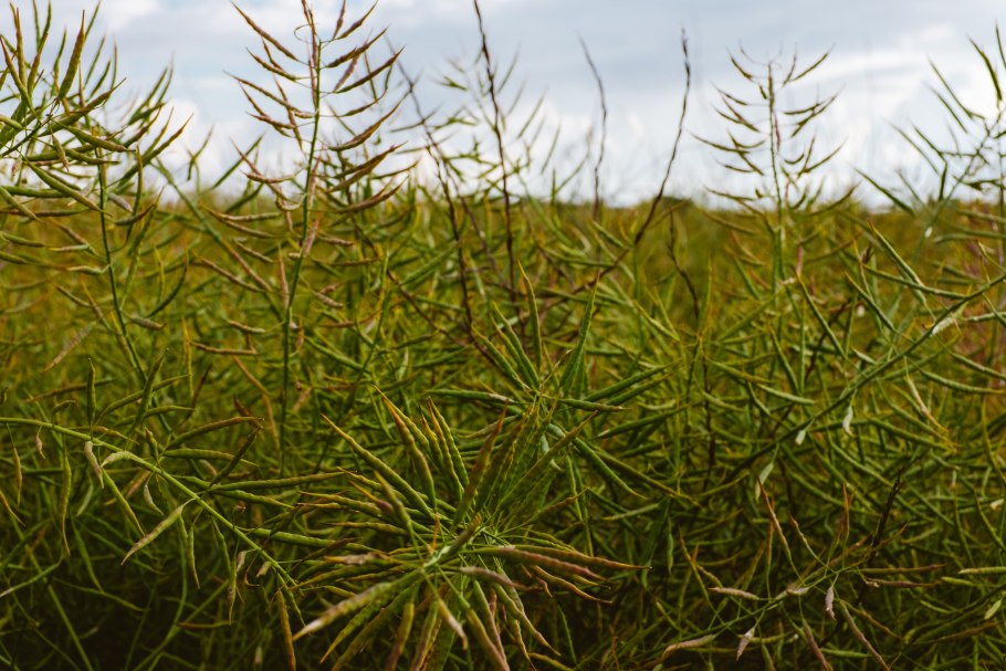 Хвощ Луговой весенний побег