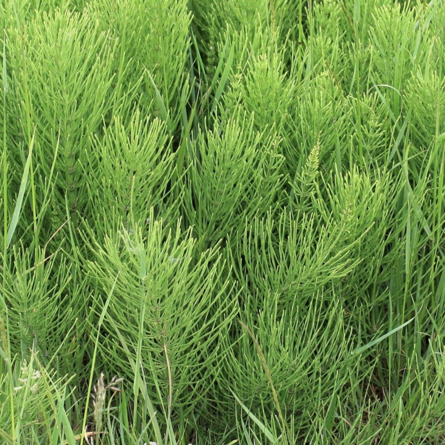 Хвощ полевой Фармакогнозия