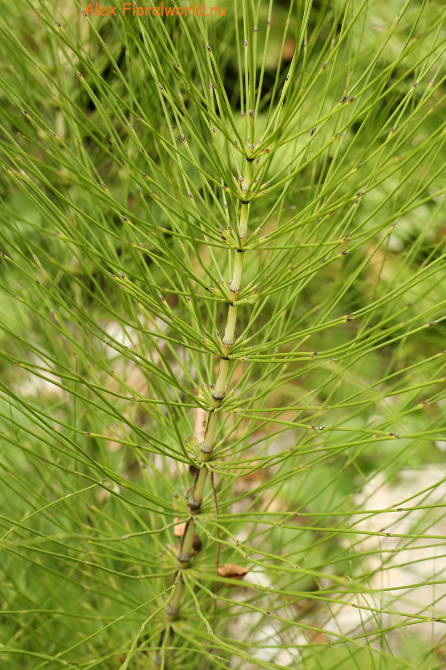 Хвощи Триас