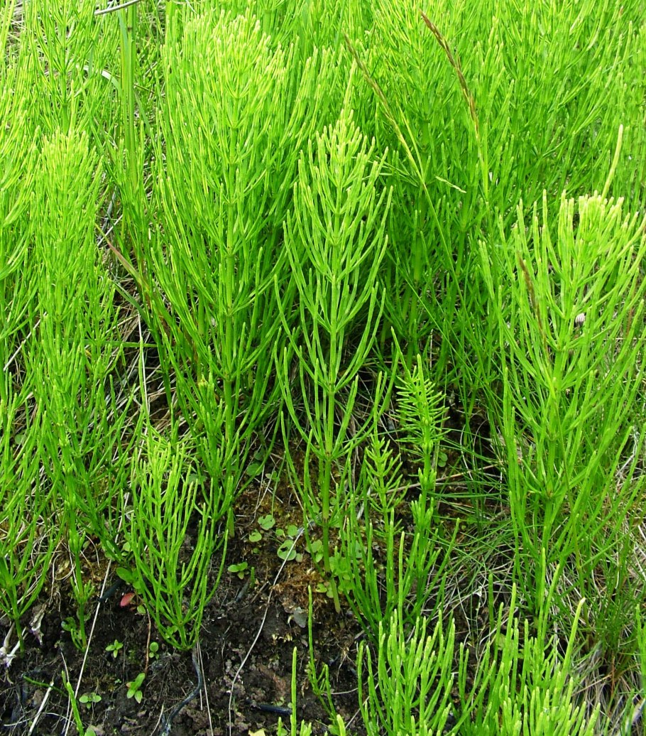 Equisetum pratense гербарий