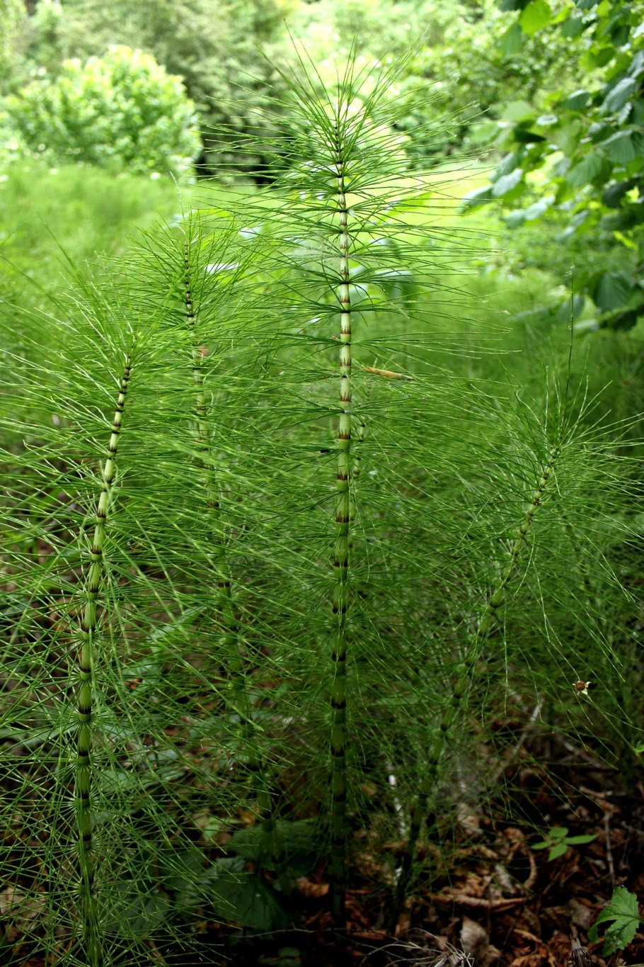 Хвощ полевой Equisetum arvense l.