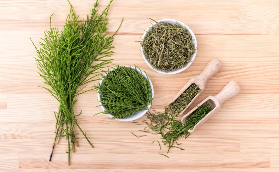 Хвощ полевой(лат. Equisetum arvense l)