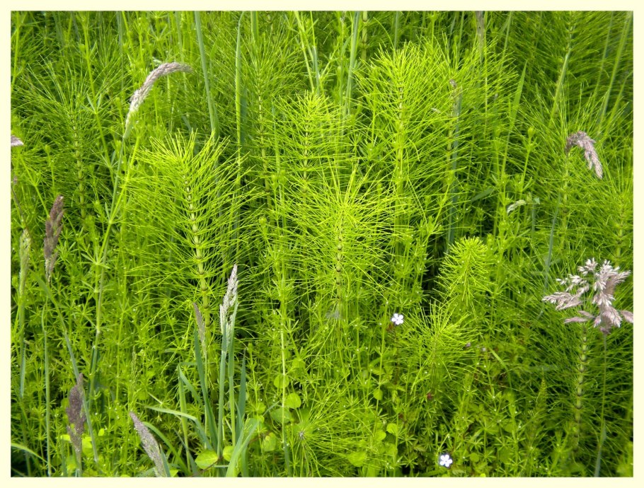 Хвощ гигантский Equisetum giganteum