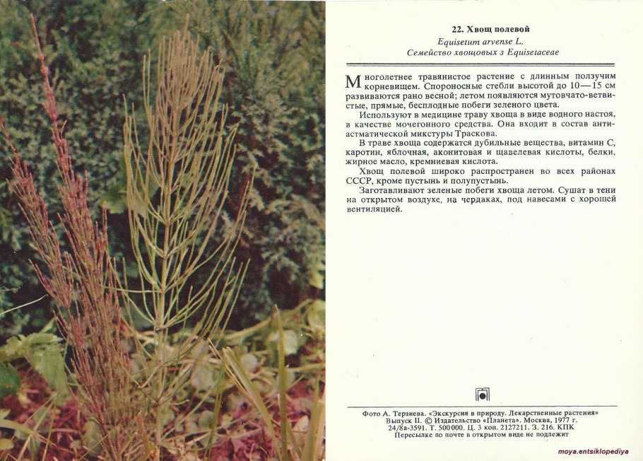 Картинка хвоща и плюща