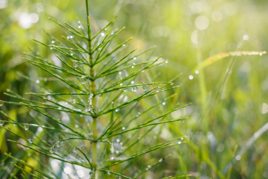 Эквизетум арвенсе
