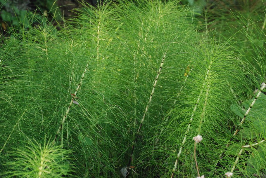 Ареал хвоща полевого