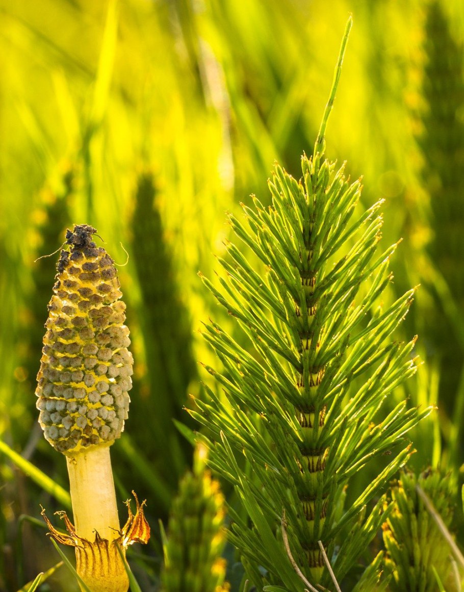 Хвощ полевой ГФ