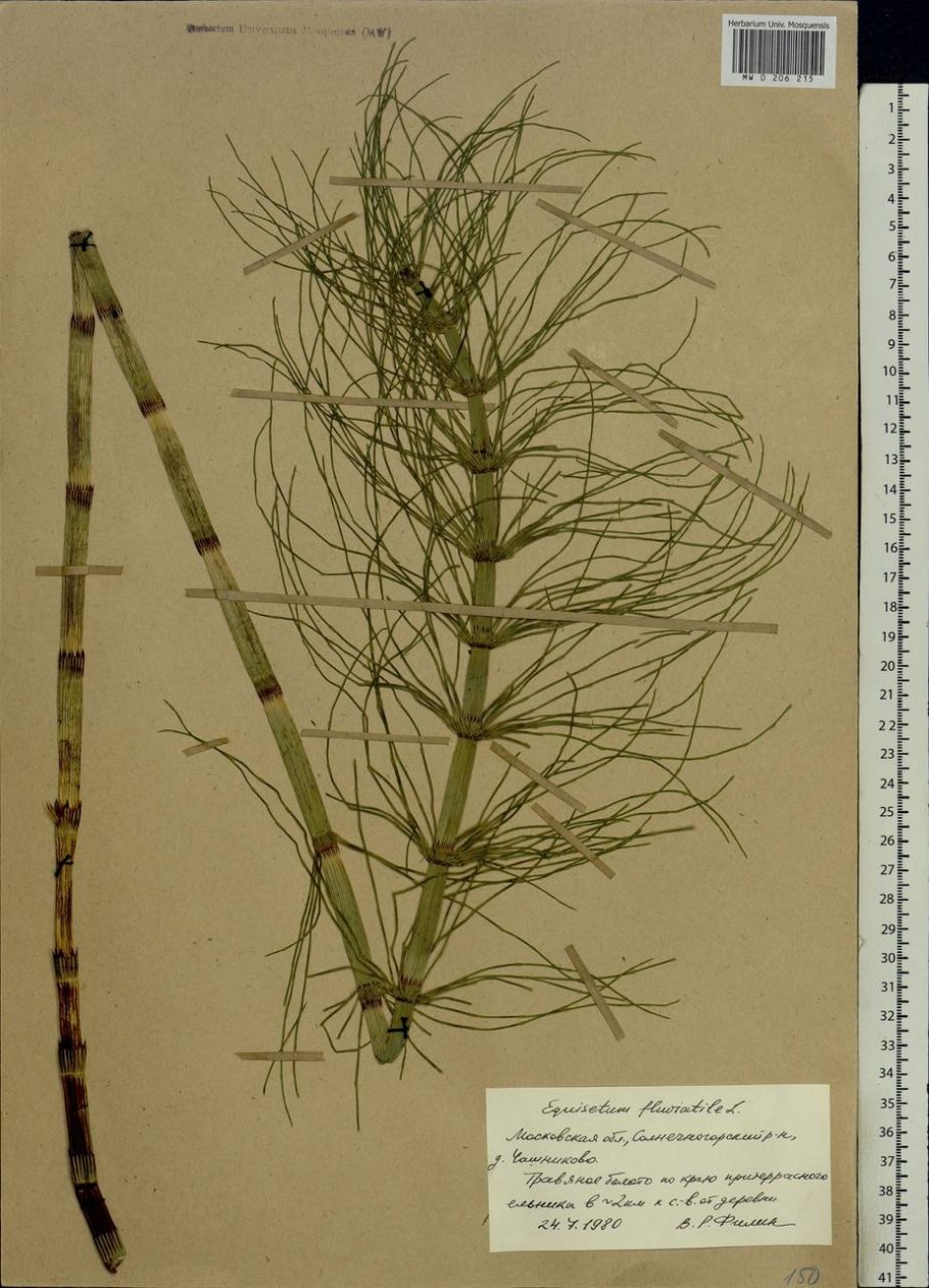 Хвощ гигантский Equisetum giganteum