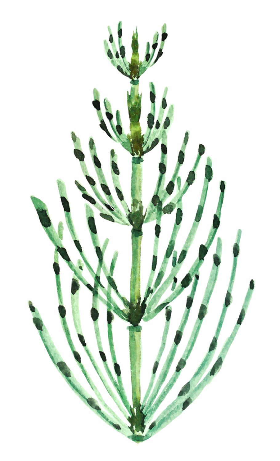 Хвощ полевой сапонины