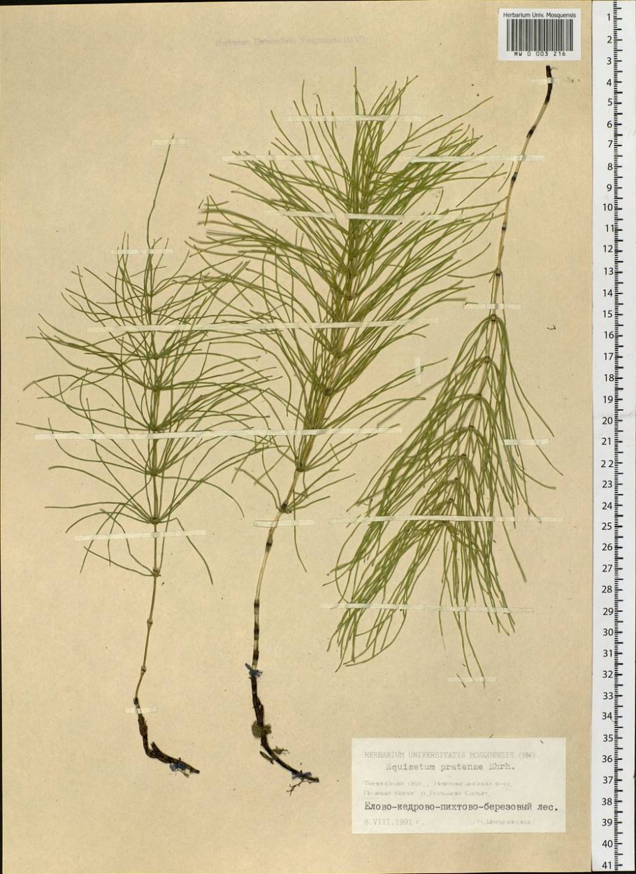 Хвощ полевой Крым