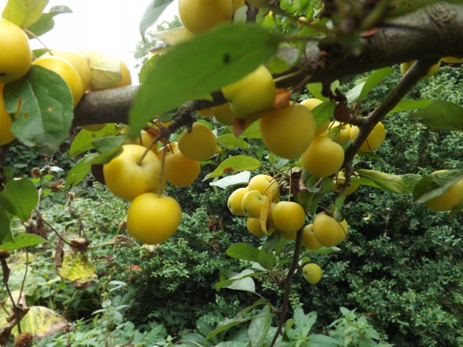 Яблоня китайка Райские яблочки