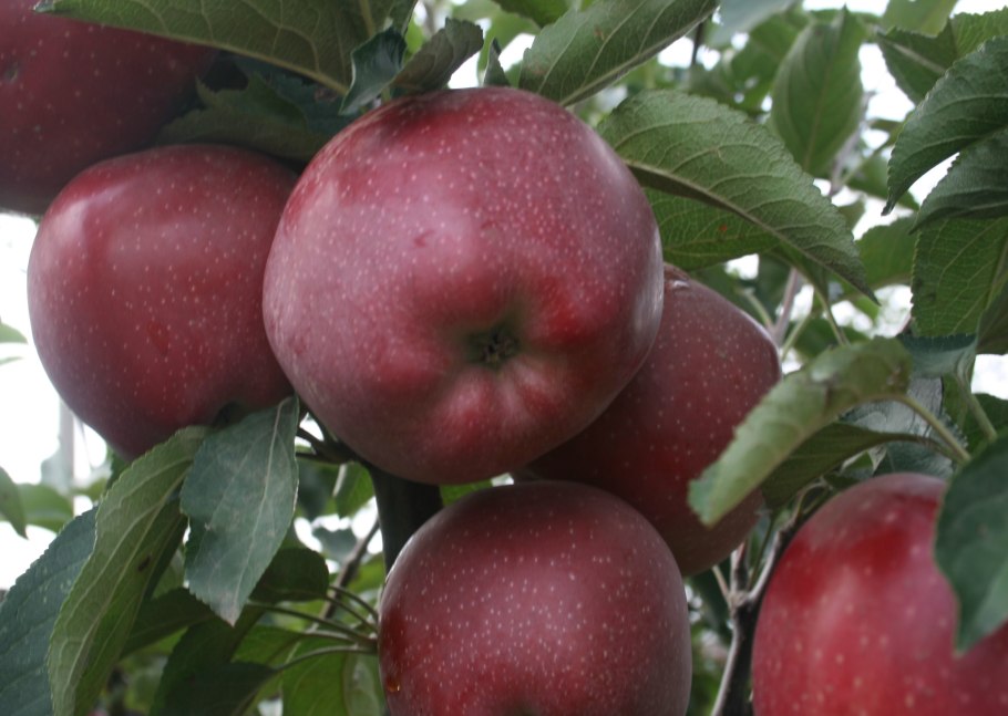 Яблоня Лесная (Дикая) (Malus Sylvestris)