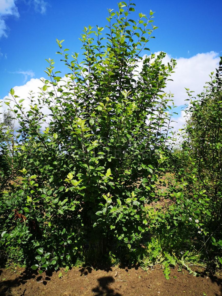 Яблоня домашняя крона