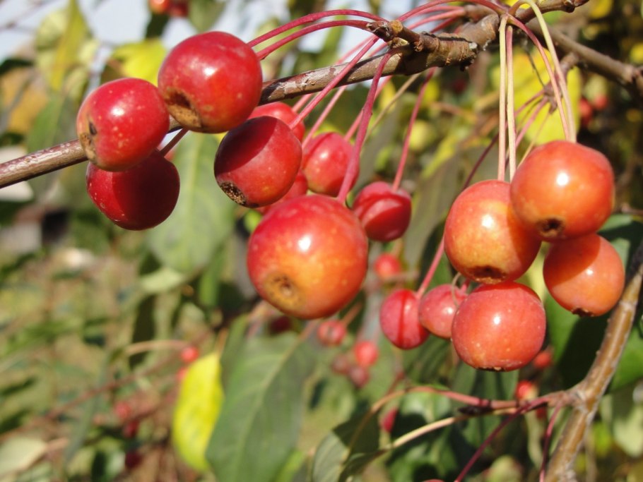 Яблоня / Malus Sylvestris